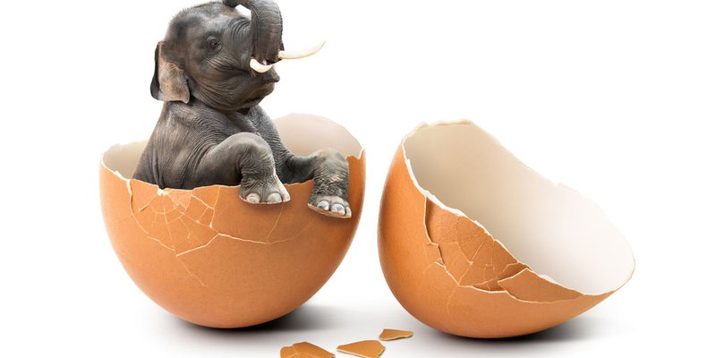 PR_elephant_egg.jpg